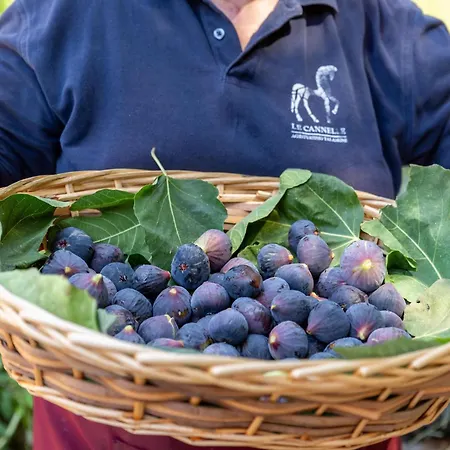 Alloggio per agriturismo Azienda Agricola Club Le Cannelle *